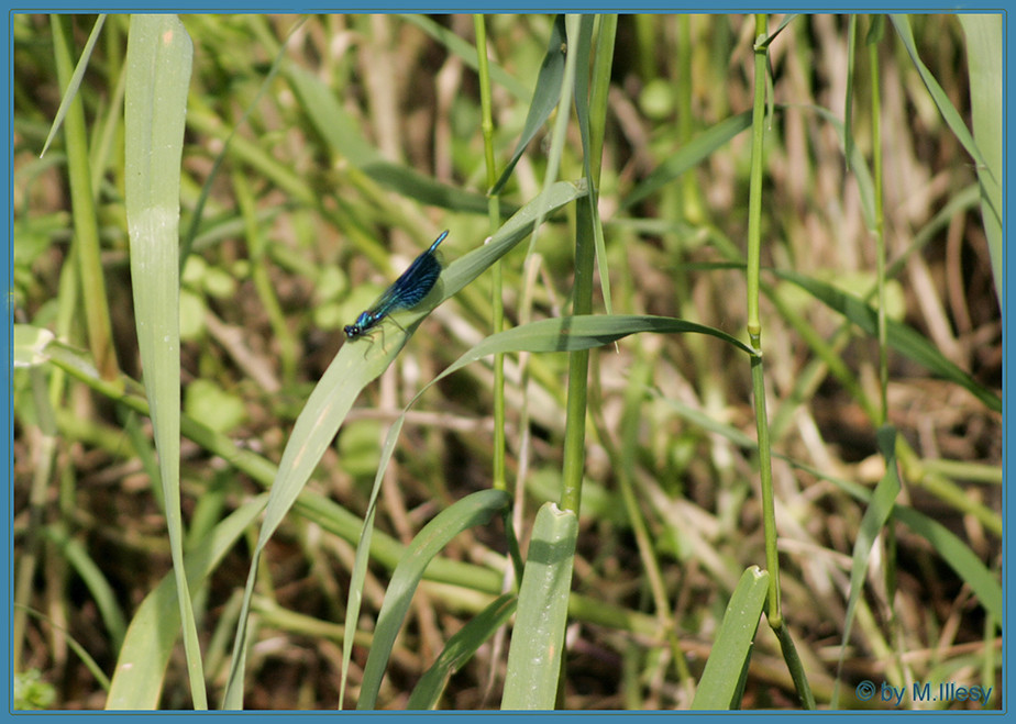 blaues Ding im Grünen