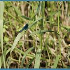 blaues Ding im Grünen