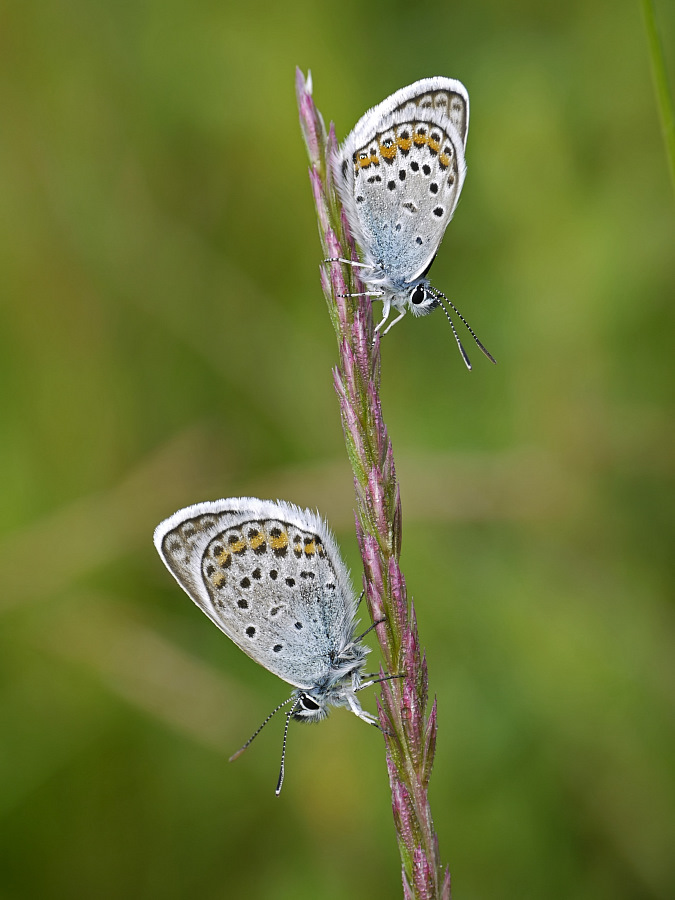 Blaues Doppel