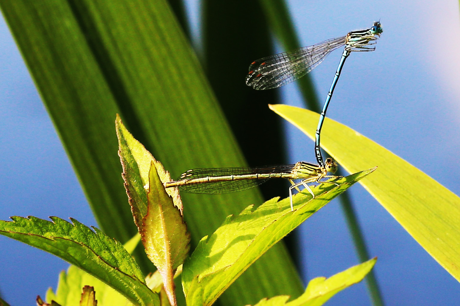 Blaues Federlibellen-Tandem