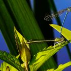 Blaues Federlibellen-Tandem