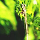 Blaues Federlibellenweibchen