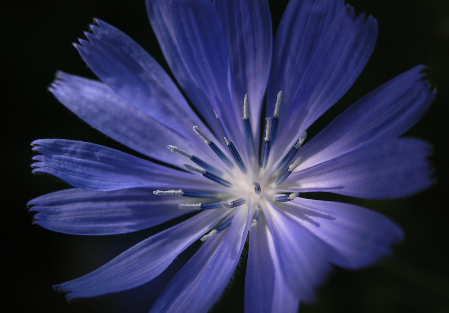 Blaues Feuerwerk