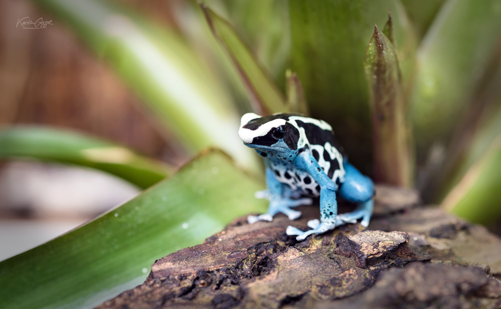 blaues Fröschelchen 