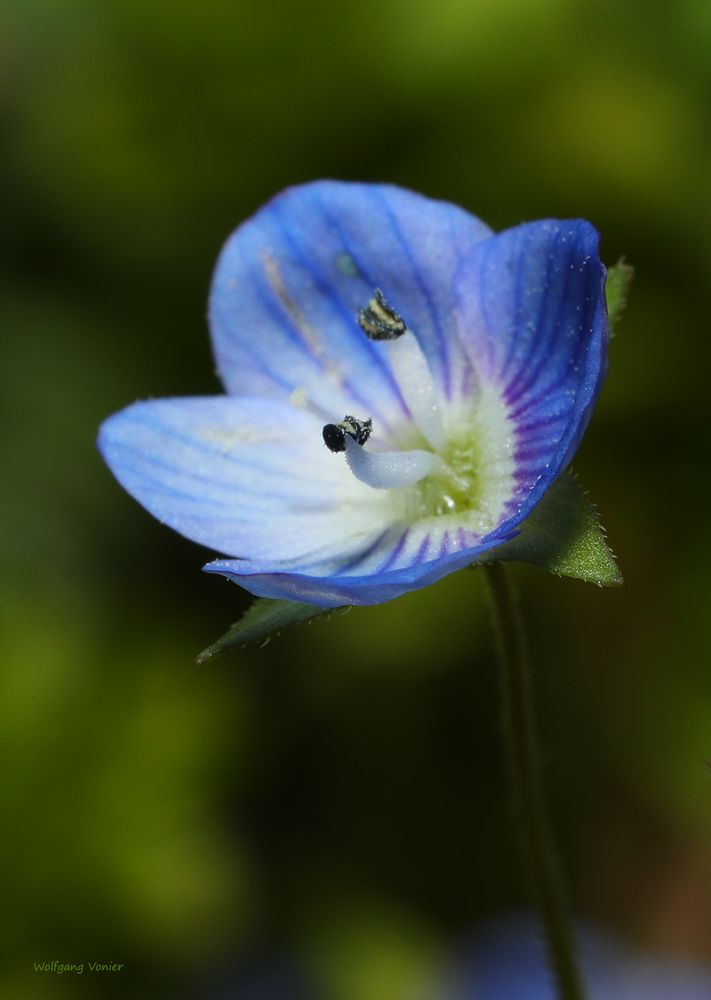 blaues Frühlingsblümchen