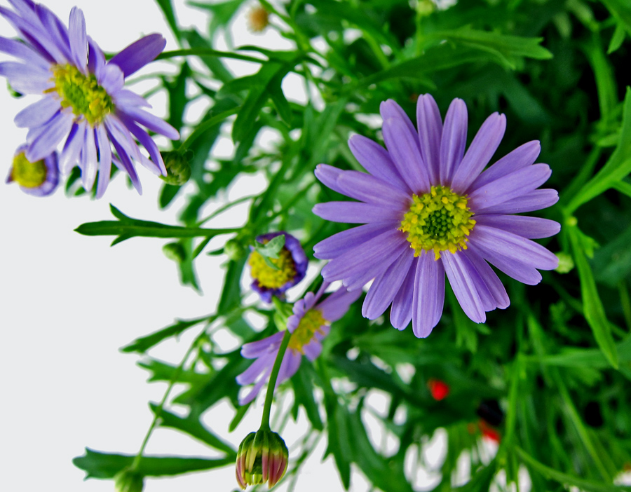 Blaues Gänseblümchen