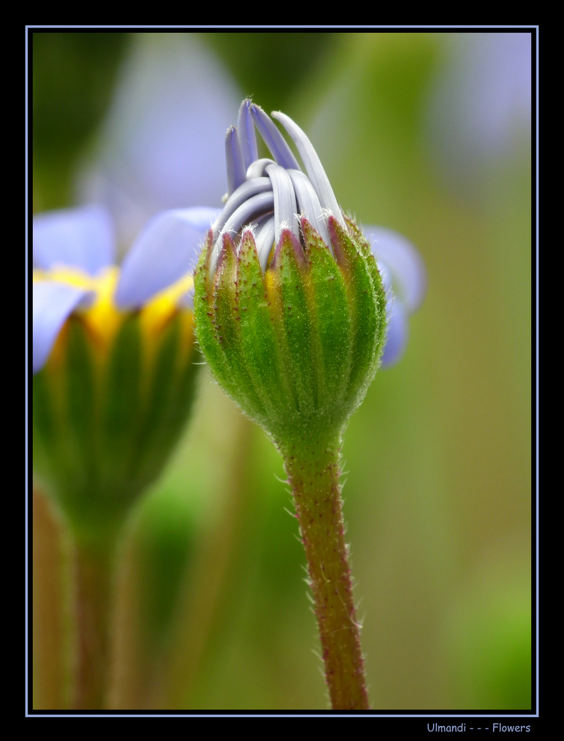 Blaues Gänseblümchen 1