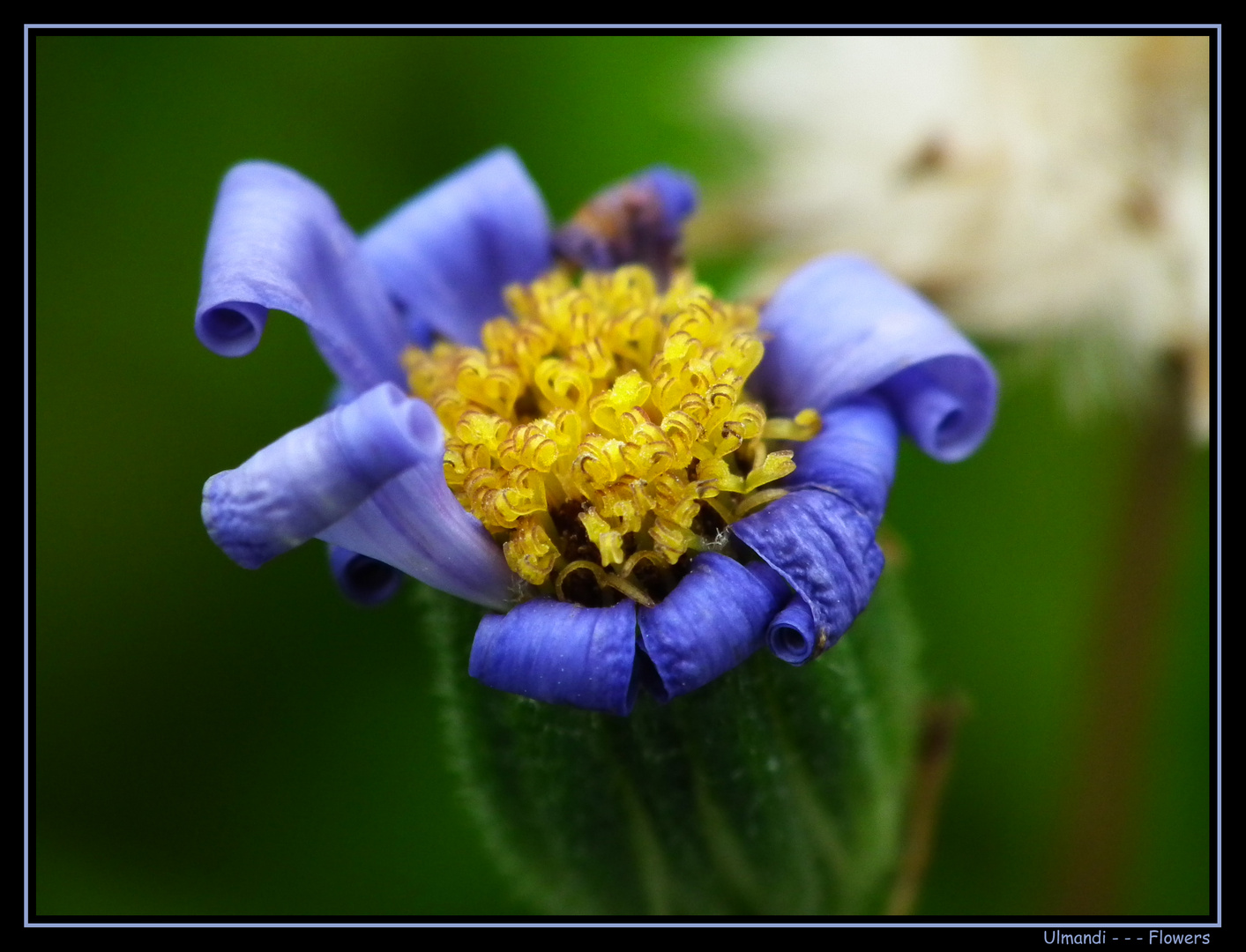 Blaues Gänseblümchen 3