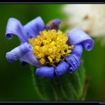 Blaues Gänseblümchen 3