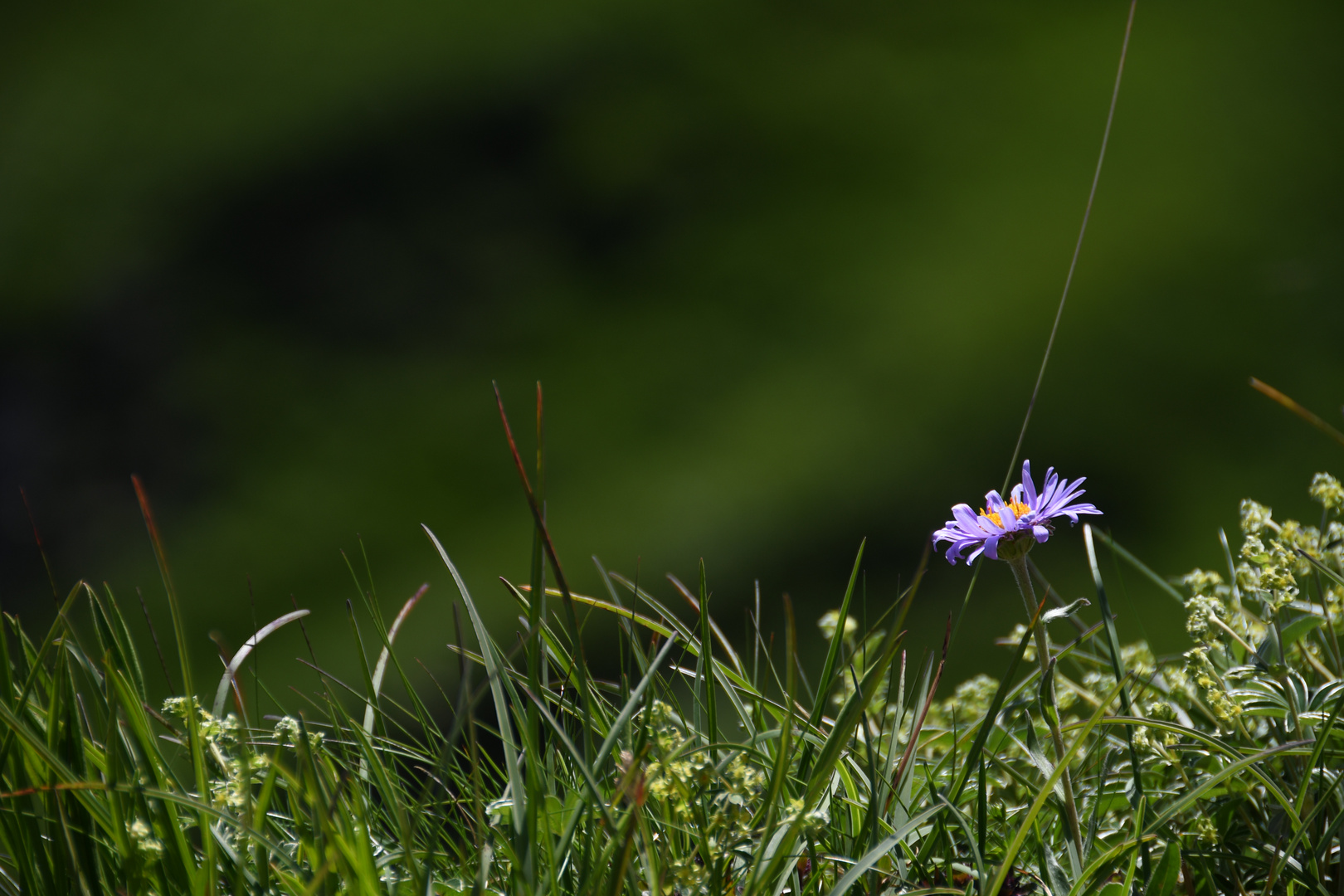 Blaues Gänseblümchen 