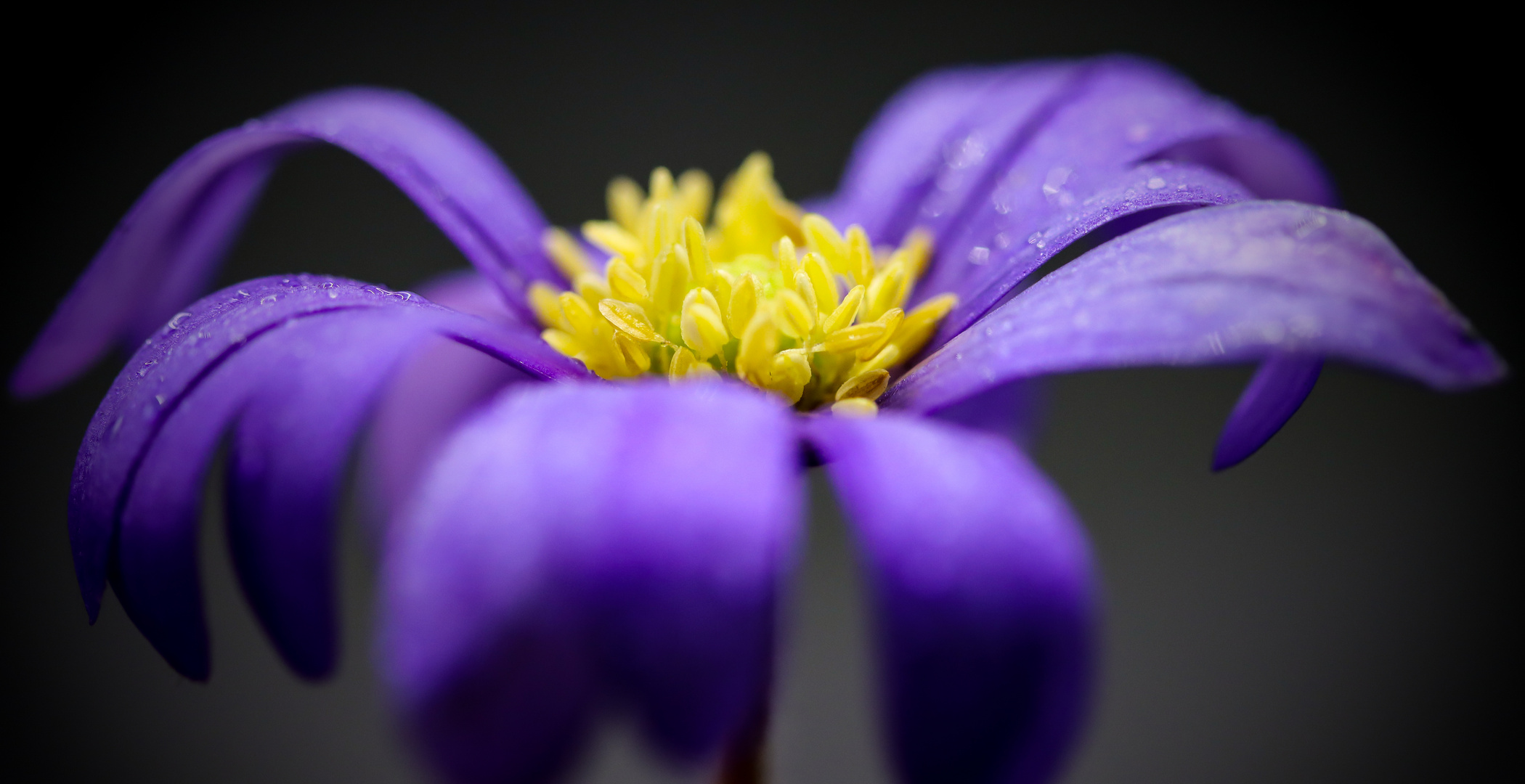                  -Blaues Gänseblümchen-