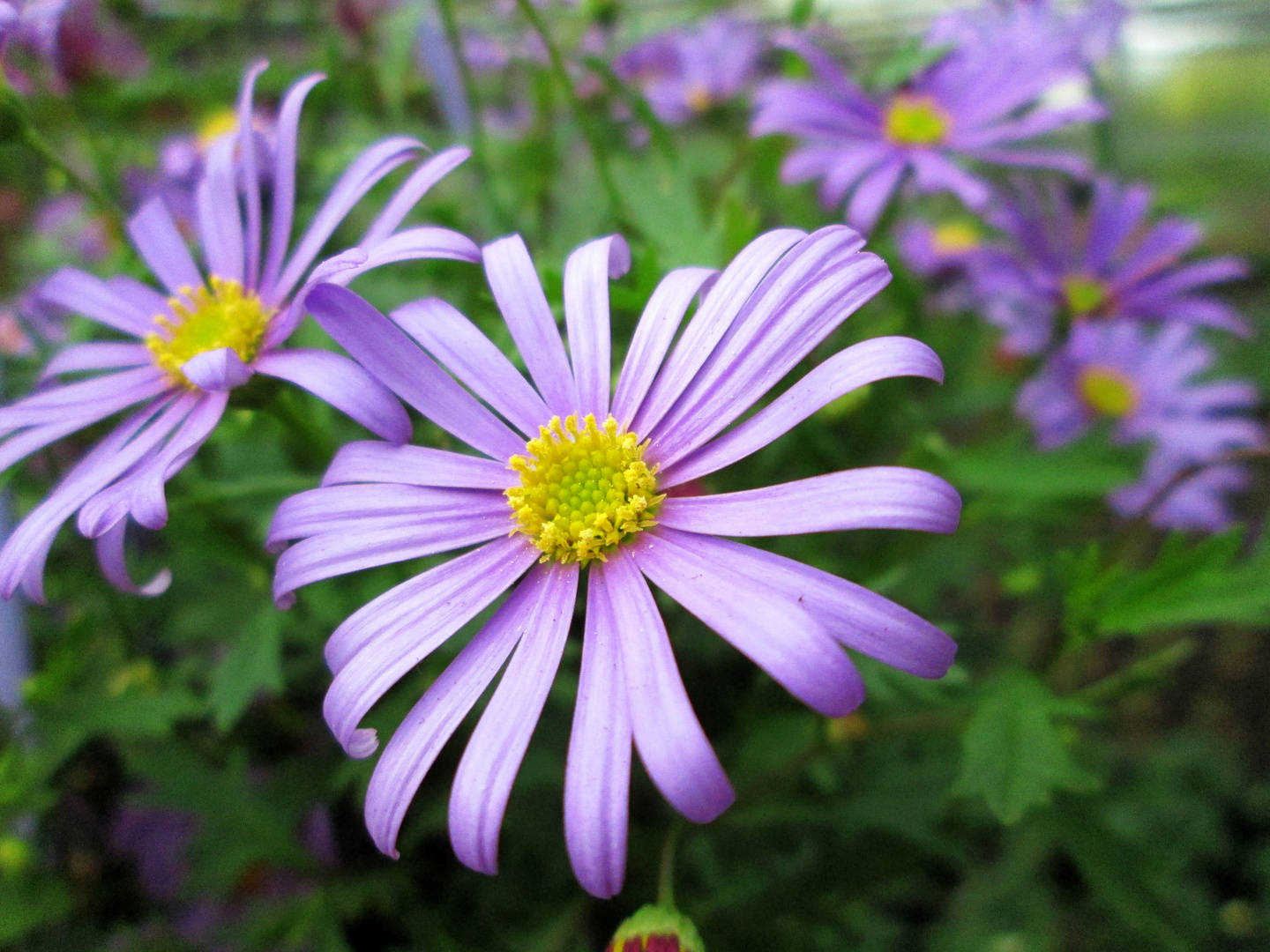 Blaues Gänseblümchen