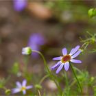 Blaues Gänseblümchen (Brachyscome iberidifolia)