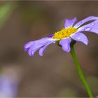 Blaues Gänseblümchen (Brachyscome iberidifolia)..