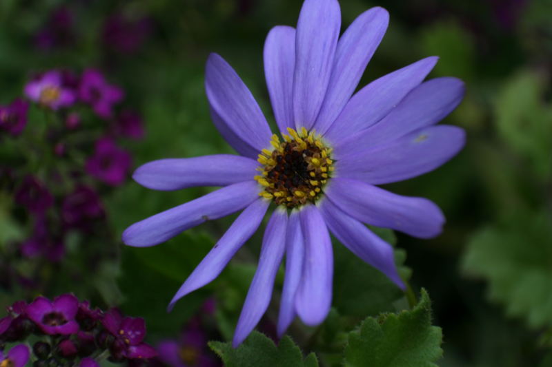 blaues Gänseblümchen