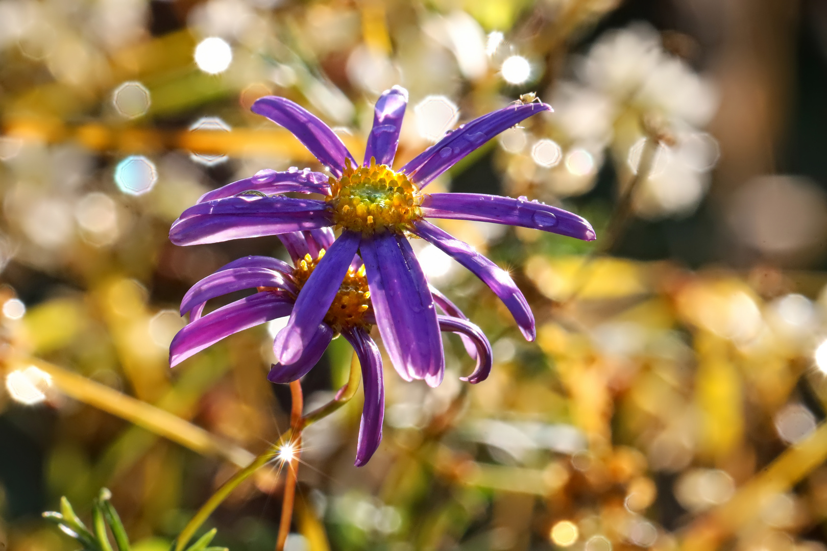 blaues Gänseblümchen 