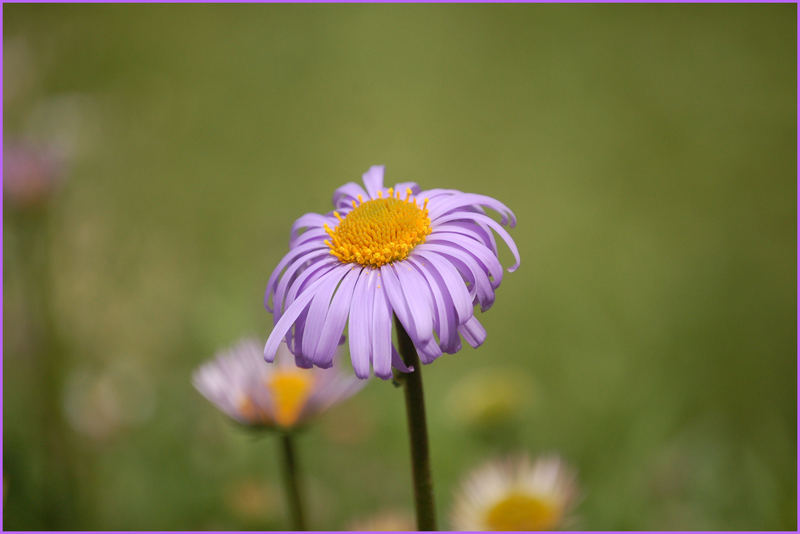 blaues gänzeblümchen