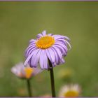 blaues gänzeblümchen