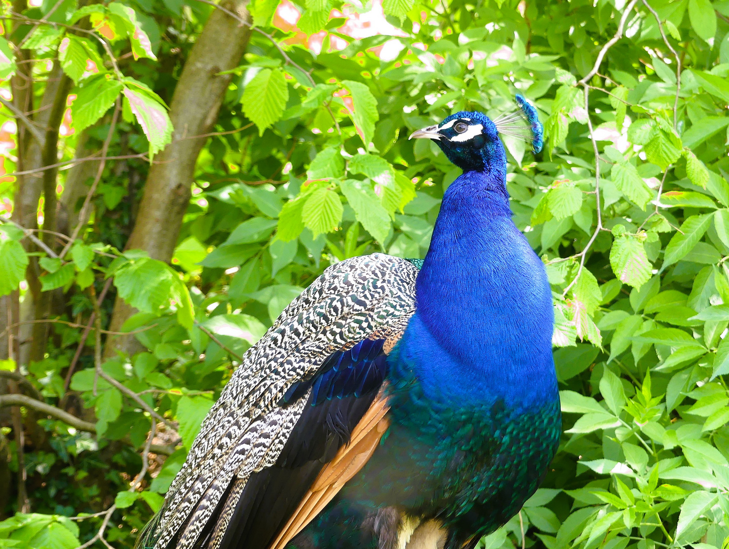 Blaues Gefieder zum Blue Monday - ins Archiv gegriffen...