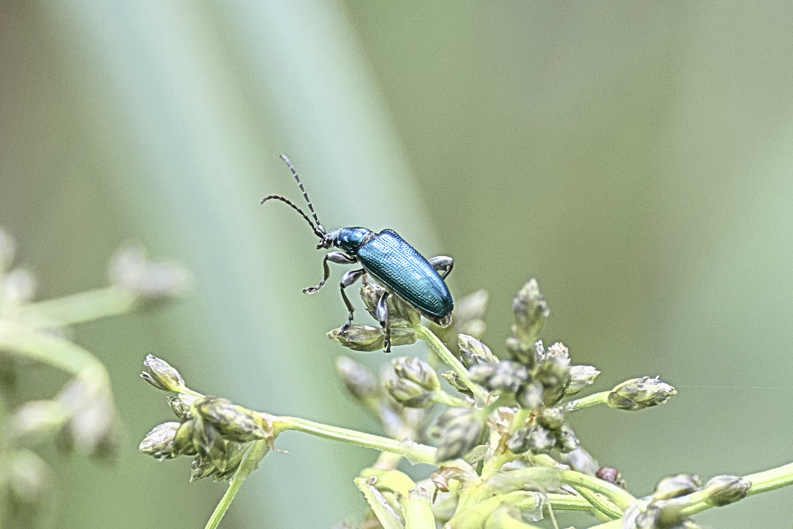 Blaues Getreidehähnchen