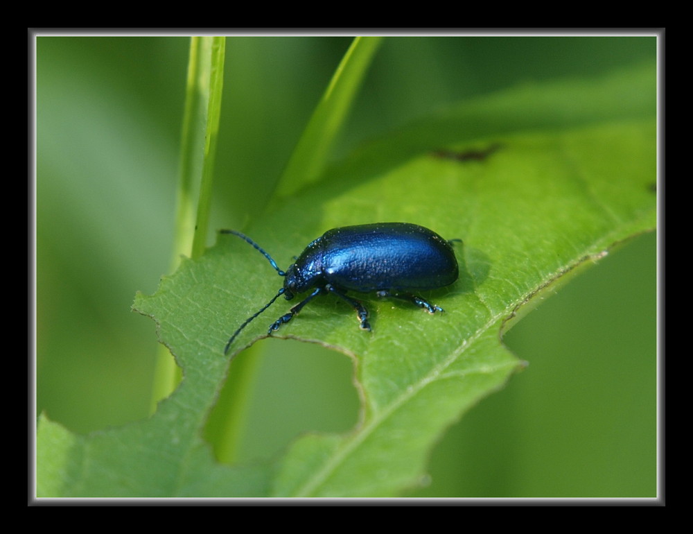 Blaues Getreidehähnchen