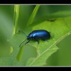 Blaues Getreidehähnchen