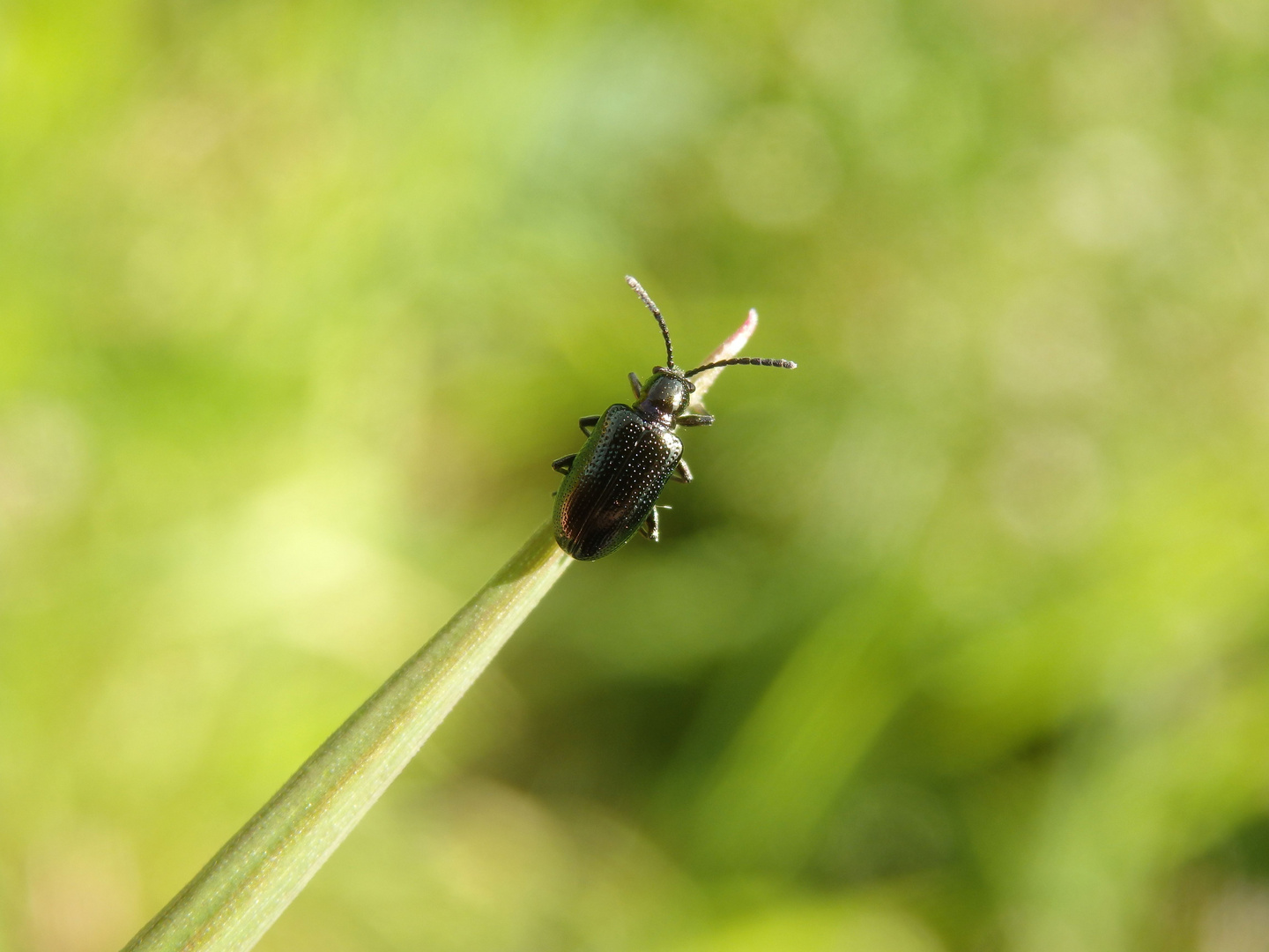 Blaues Getreidehähnchen (Oulema gallaeciana) auf Grashalm