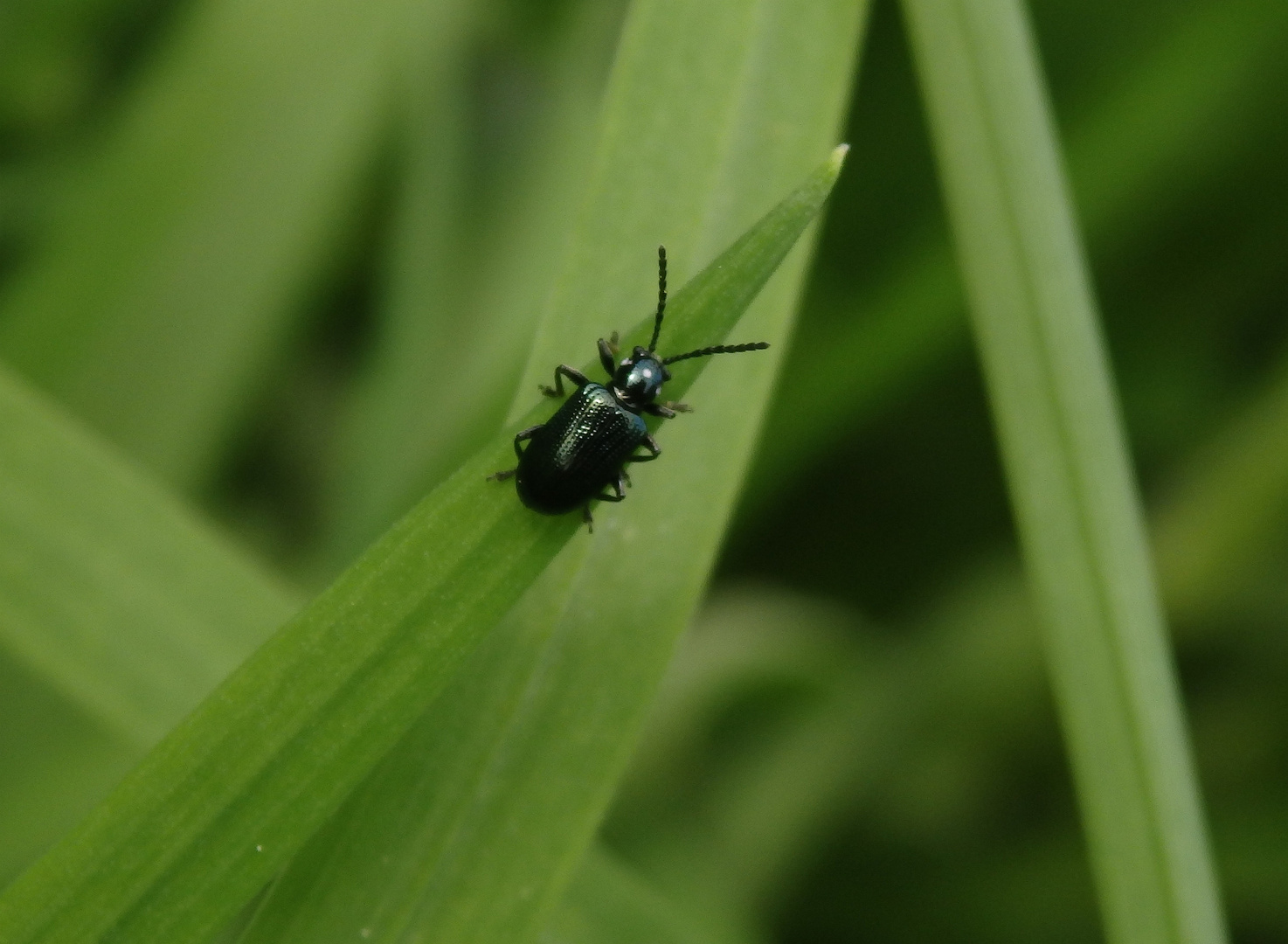 Blaues Getreidehähnchen (Oulema gallaeciana) auf Grashalm