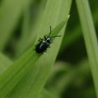 Blaues Getreidehähnchen (Oulema gallaeciana) auf Grashalm