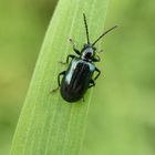 Blaues Getreidehähnchen (Oulema gallaeciana) auf Grashalm