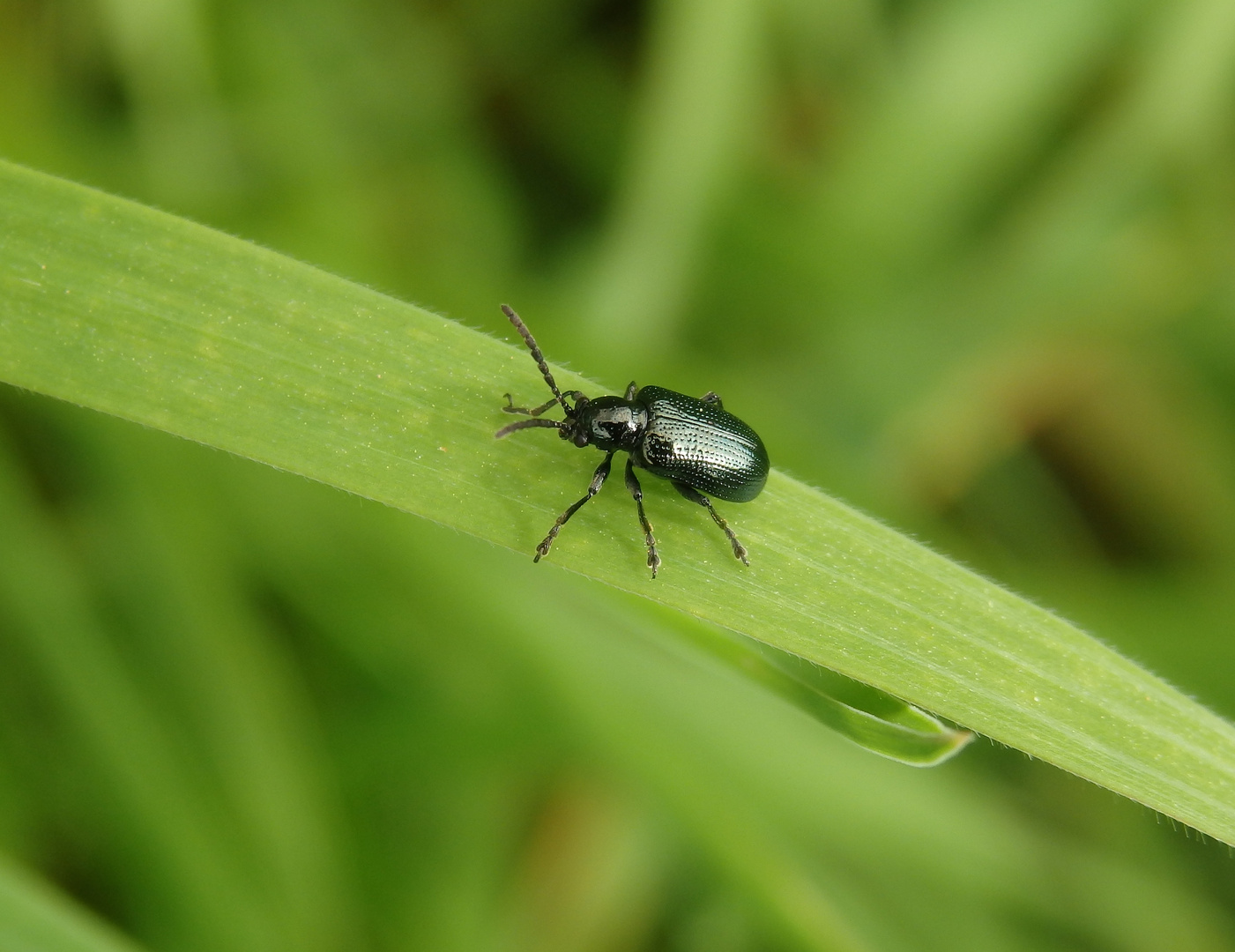 Blaues Getreidehähnchen (Oulema gallaeciana) auf Grashalm