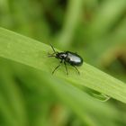 Blaues Getreidehähnchen (Oulema gallaeciana) auf Grashalm