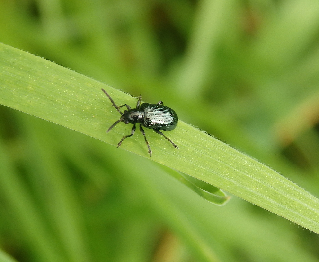 Blaues Getreidehähnchen (Oulema gallaeciana) auf Grashalm