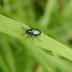 Blaues Getreidehähnchen (Oulema gallaeciana) auf Grashalm