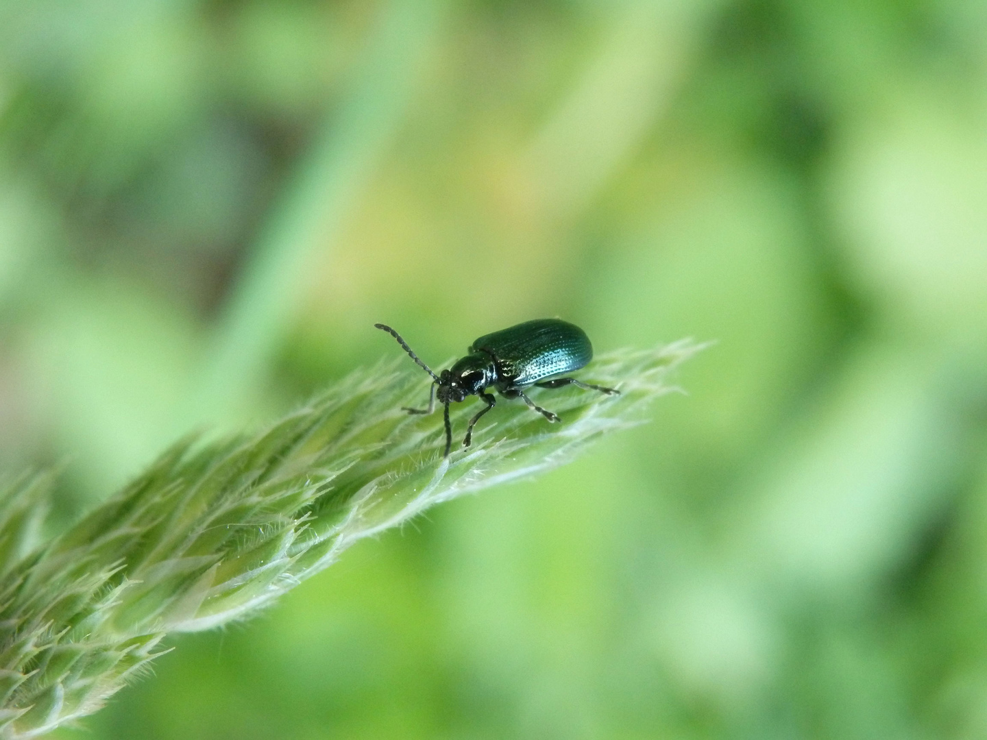 Blaues Getreidehähnchen (Oulema gallaeciana) auf Knäuelgras