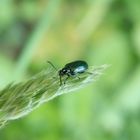 Blaues Getreidehähnchen (Oulema gallaeciana) auf Knäuelgras