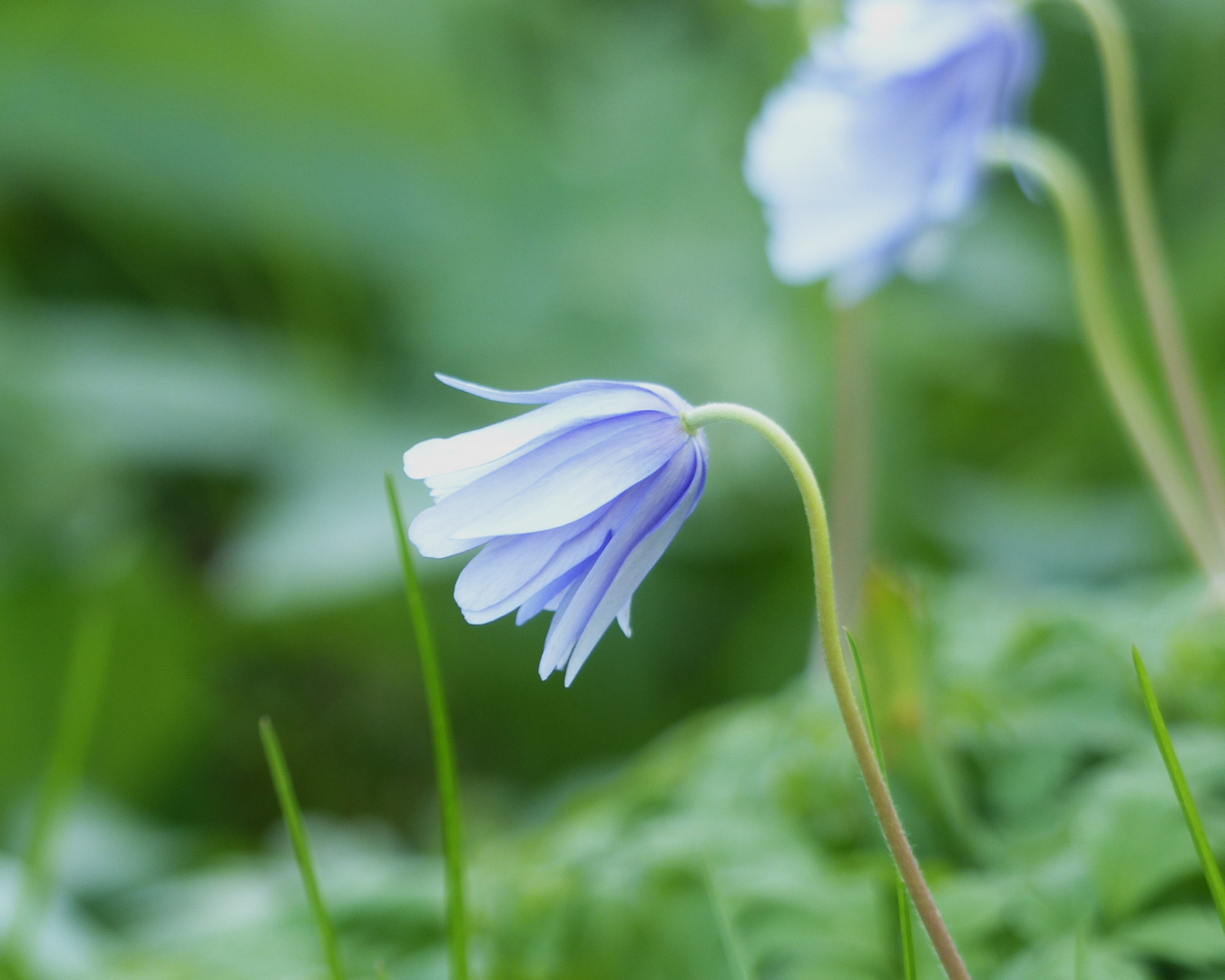 blaues Glöckchen