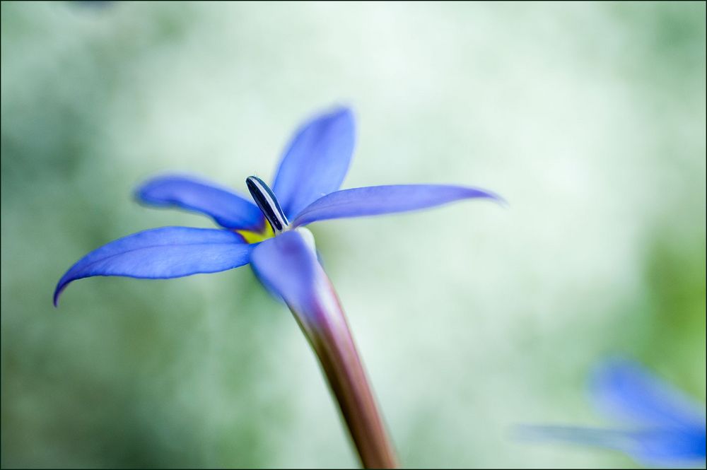 blaues glück