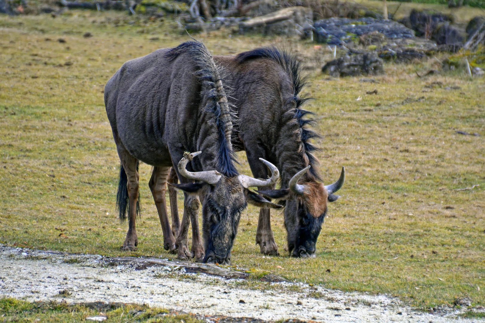 Blaues Gnu, ( Streifengnu)