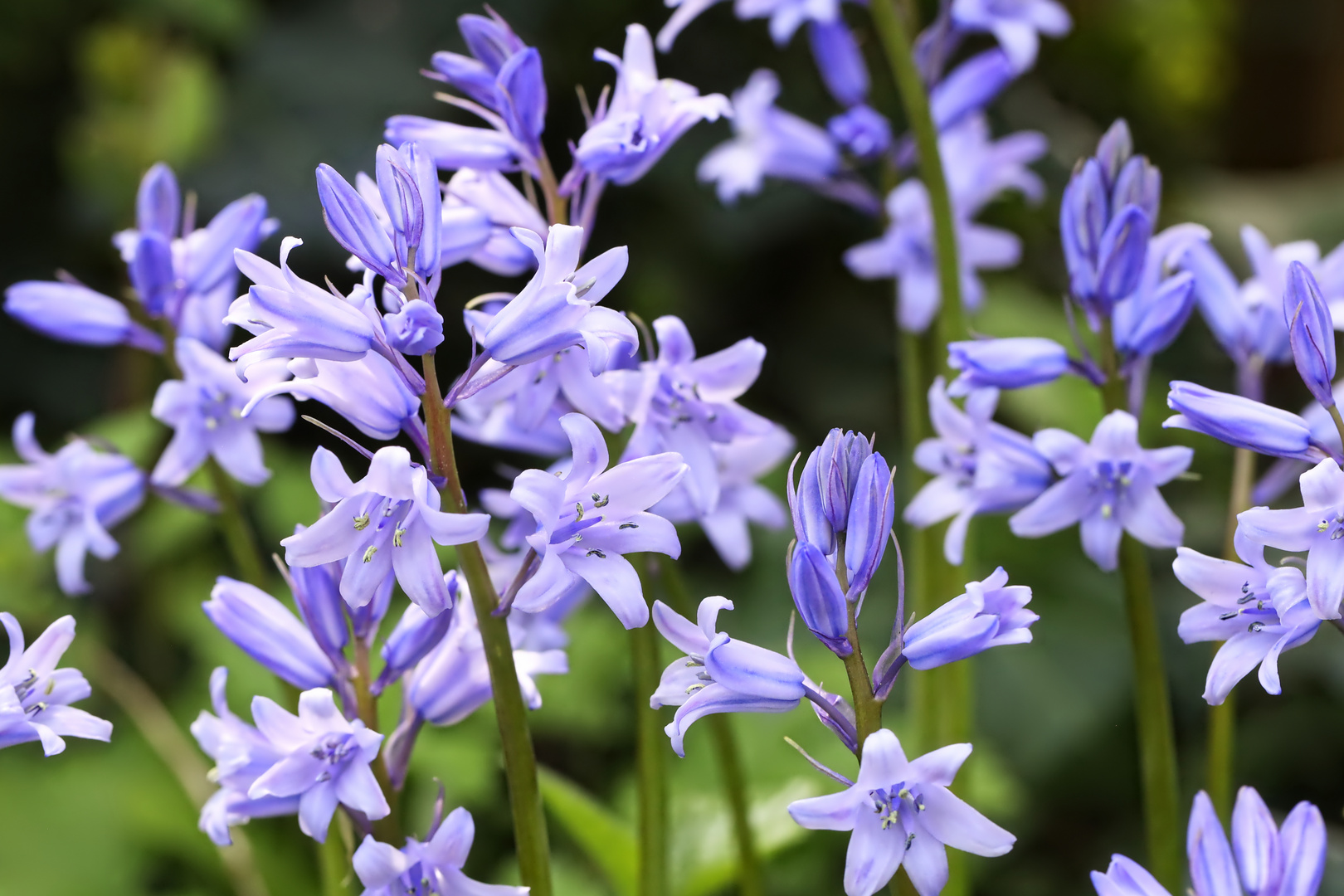 blaues Hasenglöckchen