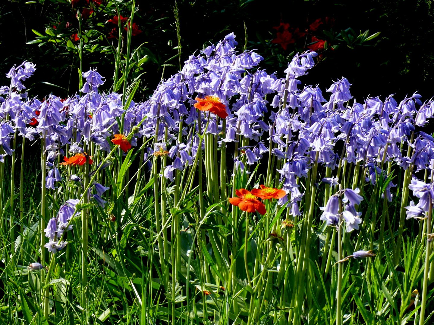 Blaues Hasenglöckchen