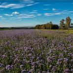 Blaues Herbstwunder