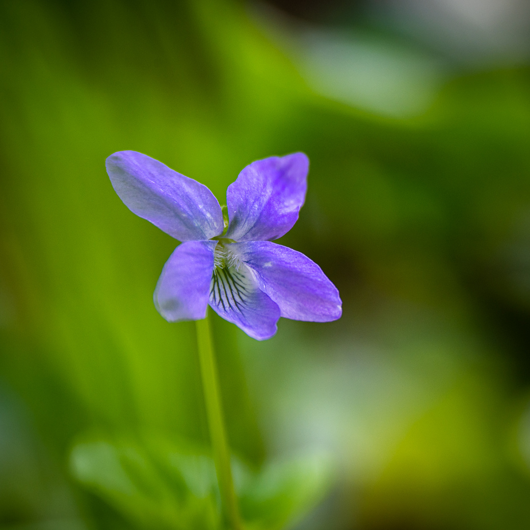 Blaues im Unterholz