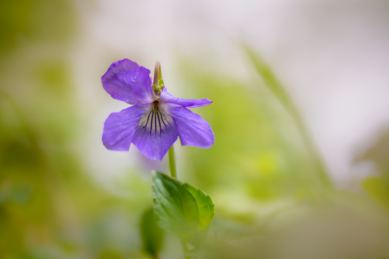 Blaues im Unterholz