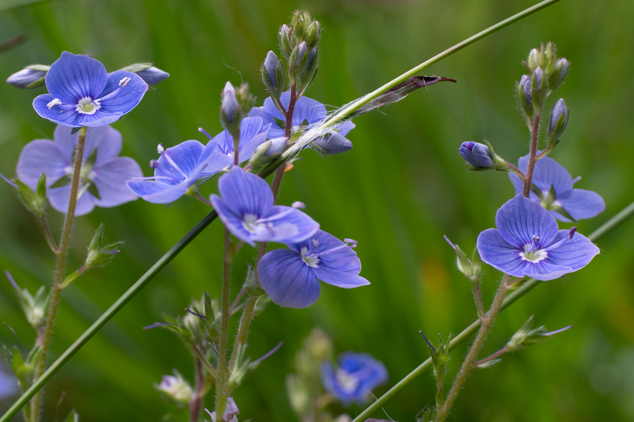 Blaues im Unterholz