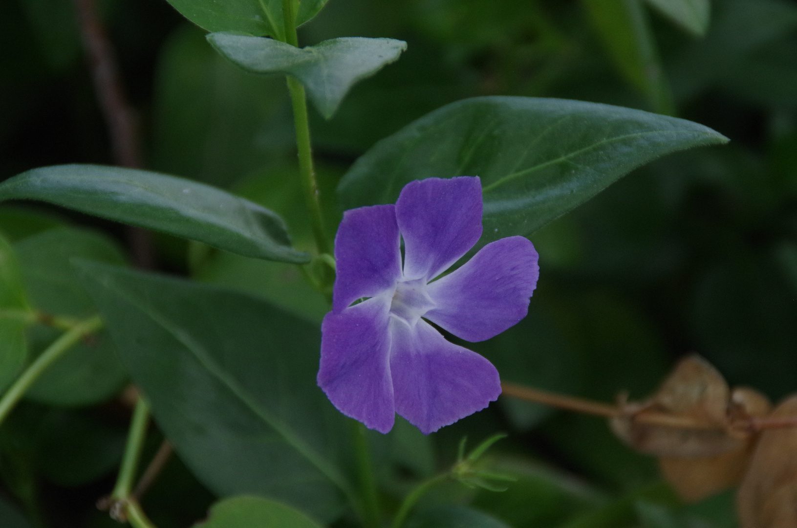 Blaues  Immergrün