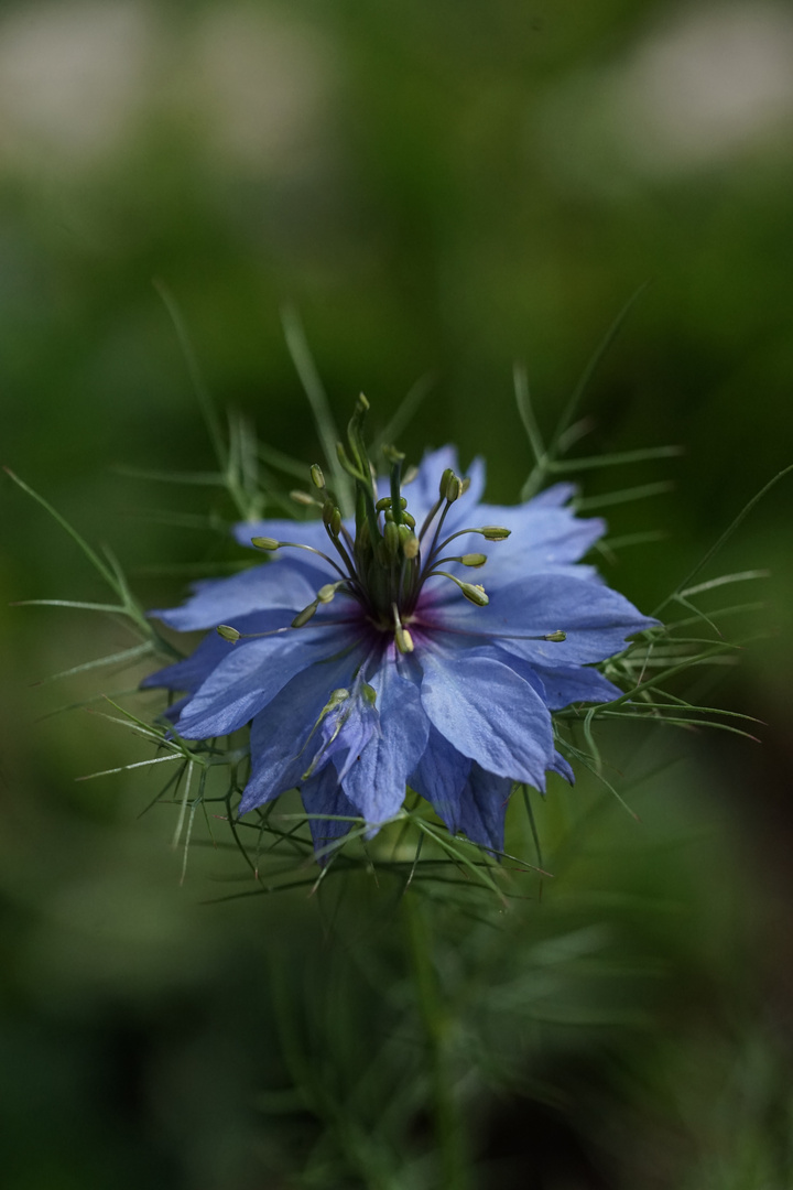 blaues Jungferngrün