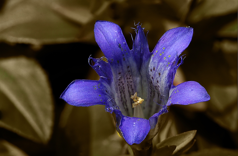 Blaues Juwel in grauem Einerlei