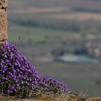 Blaues Kissen