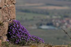 Blaues Kissen